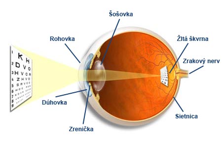 ľudské oko